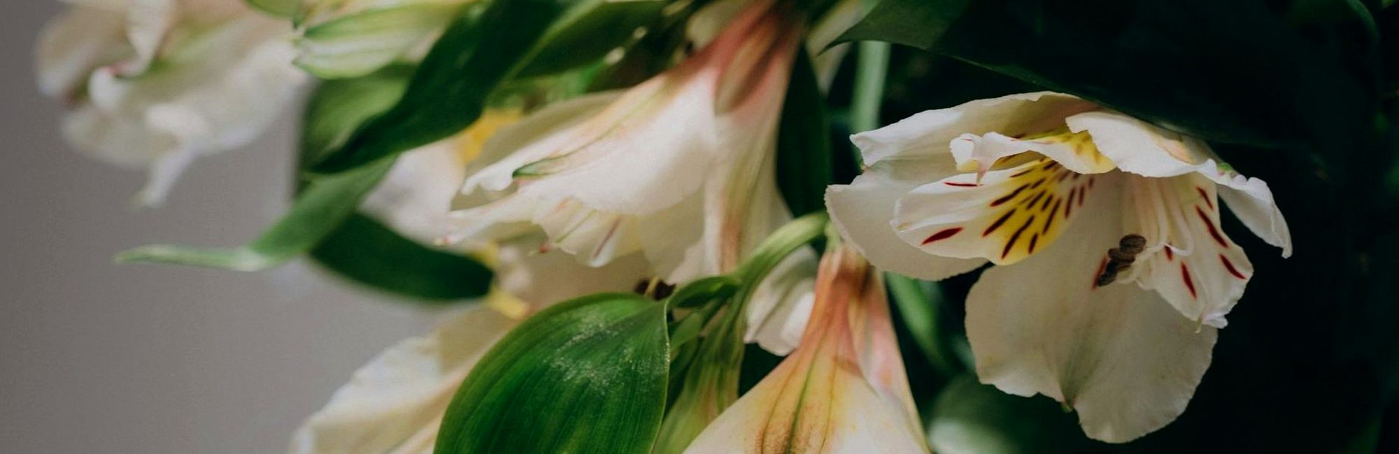 EXCELENT – pietní služby