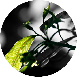 EXCELENT – pietní služby